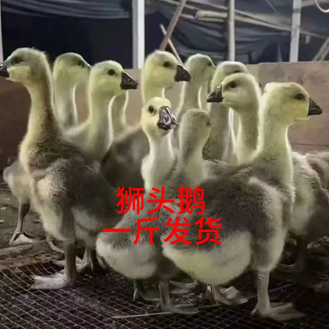 顺丰包邮可散养的狮头灰色宠物鹅鸡鸭无需保温适合家养