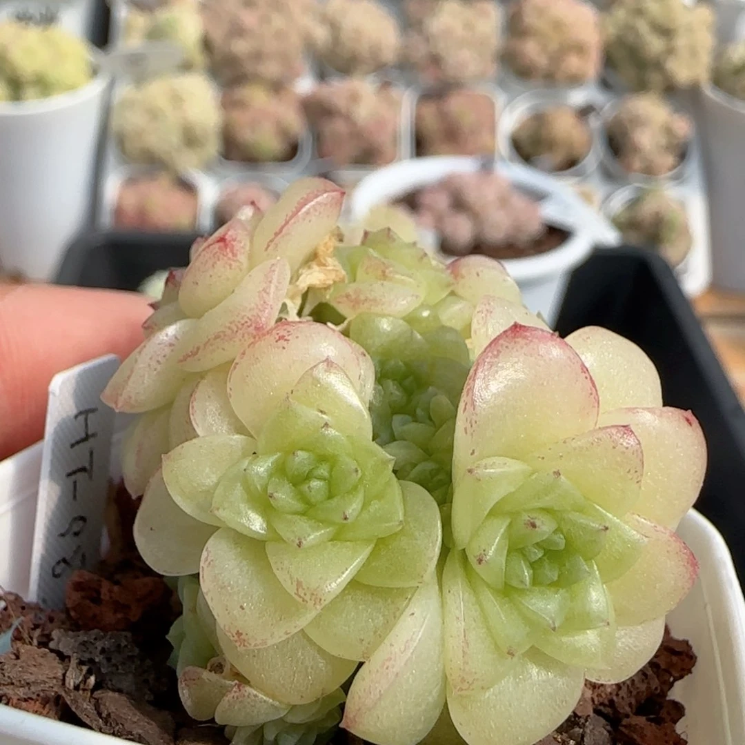 【闪购商品】0217-100（ht-98）