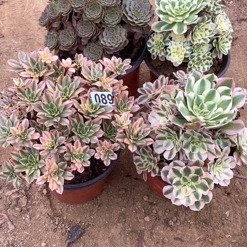 089四颗法师多肉植物