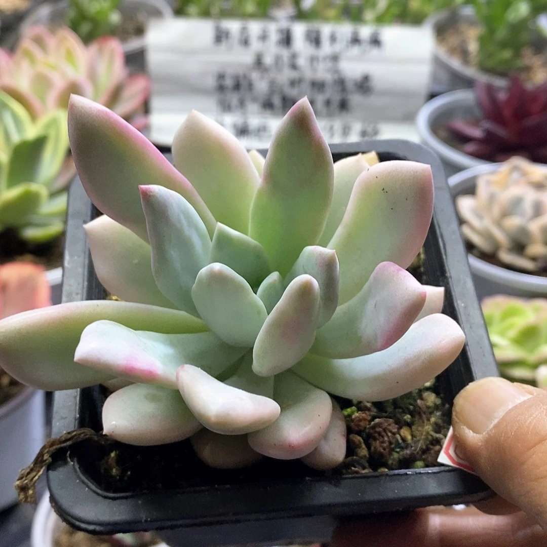 1608奥普腹轮锦多肉