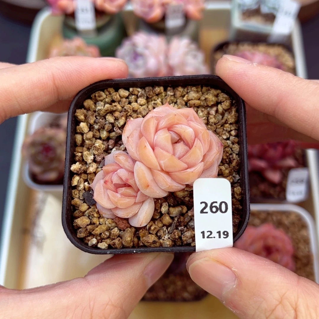 好好看260、哈哈哈哈