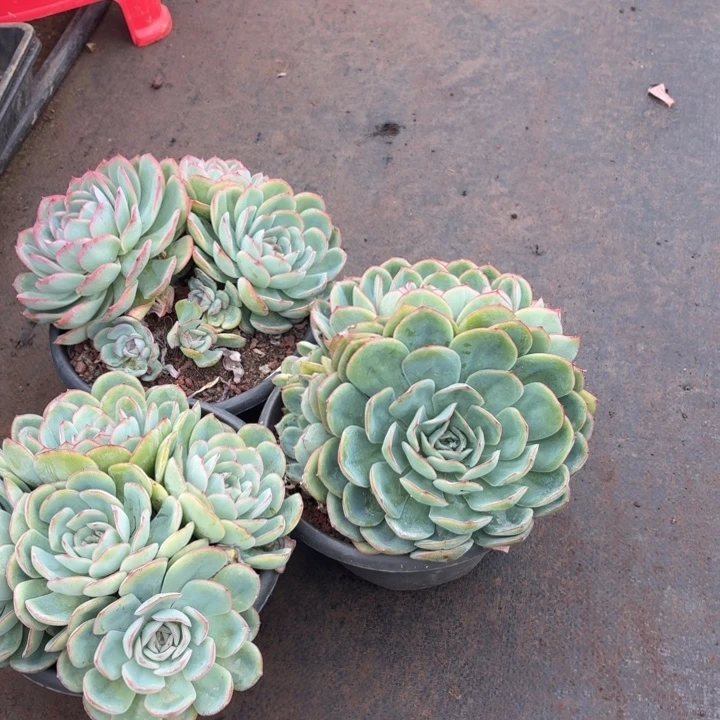 多肉植物一物一拍