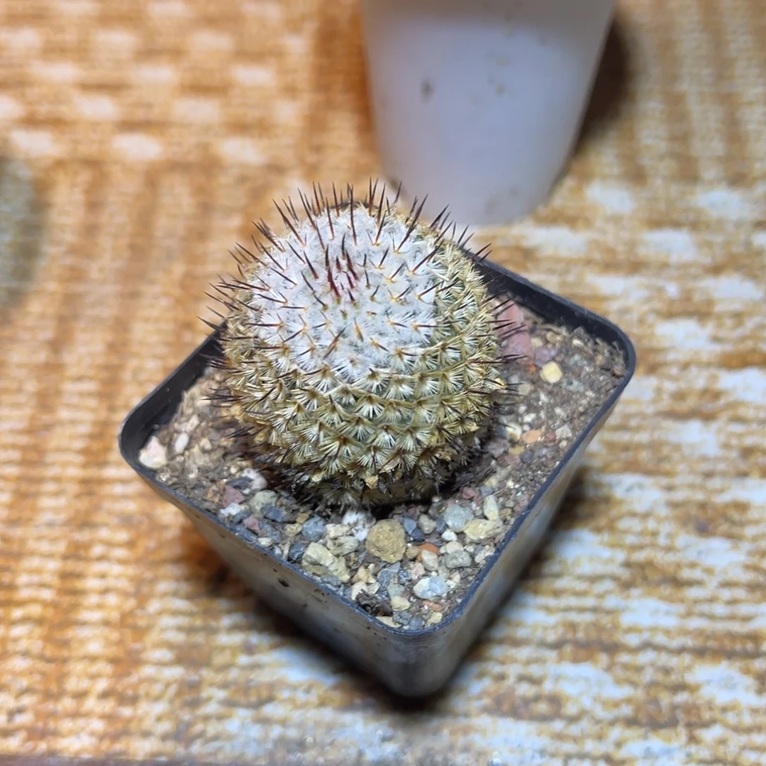 直刺佩雷一物一拍