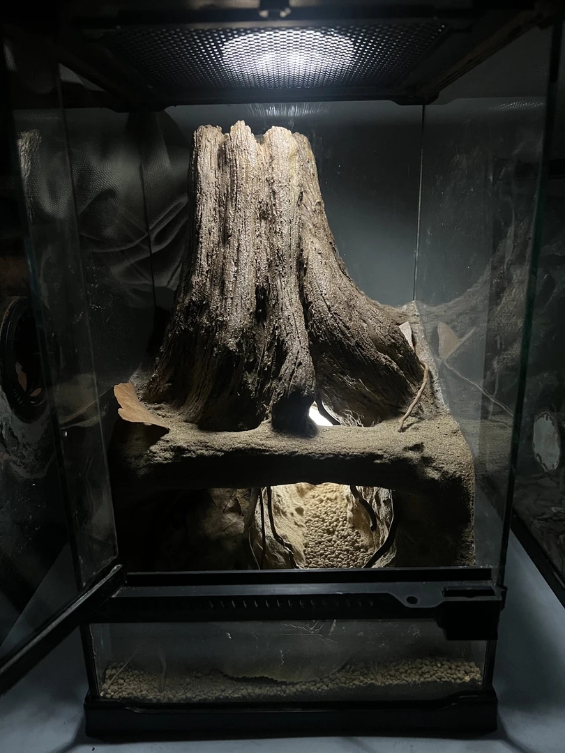 【穴巢蛛影】爬宠造景缸睫角守宫树栖睫角饲养箱爬宠爬虫缸