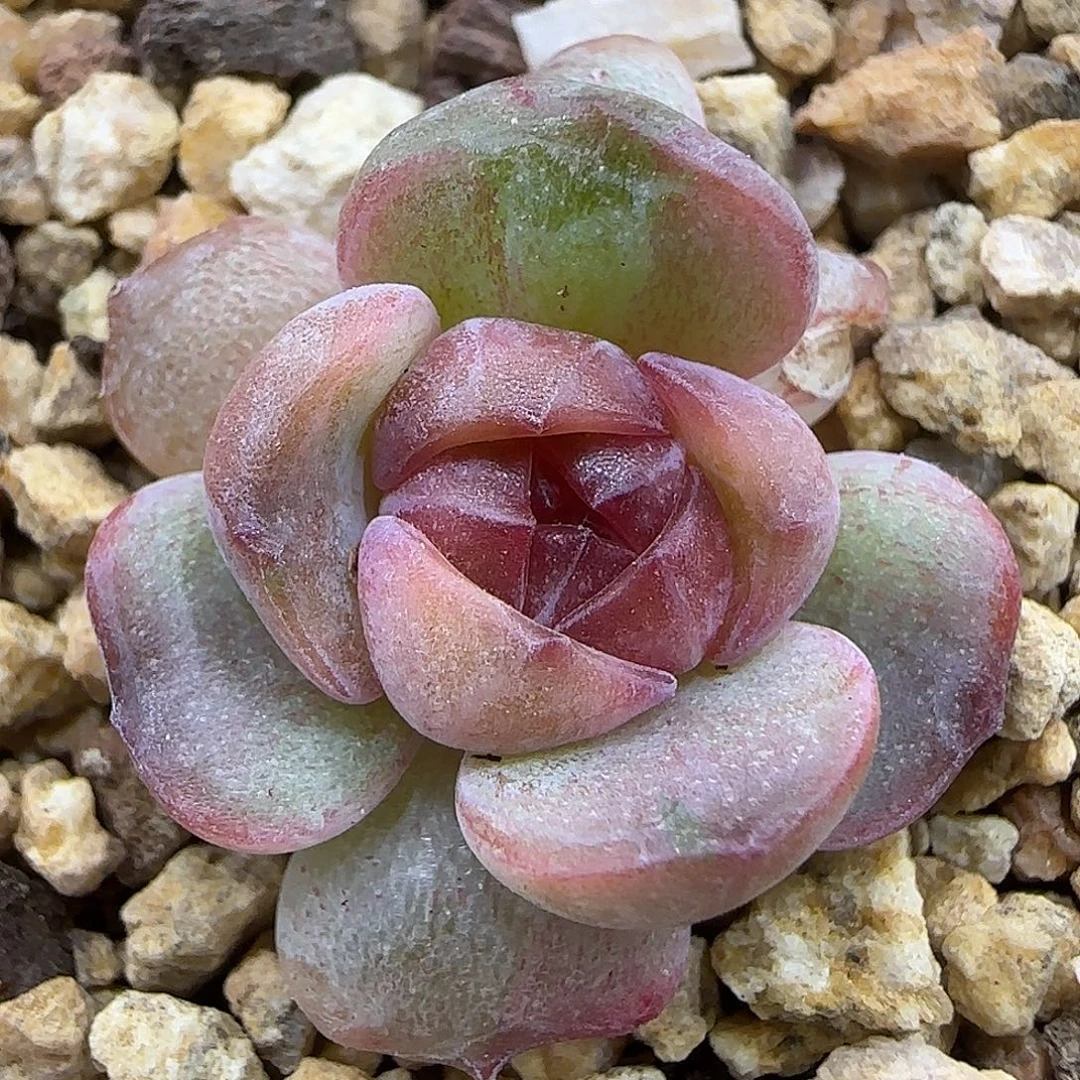 285石化锦2.5厘米恋人系列