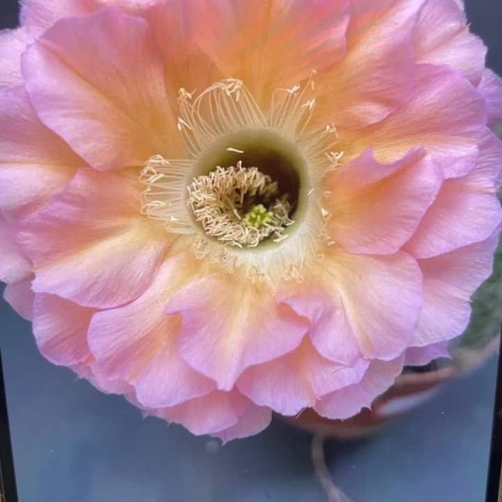 香香100号7.5-8公分左右有一点干皮