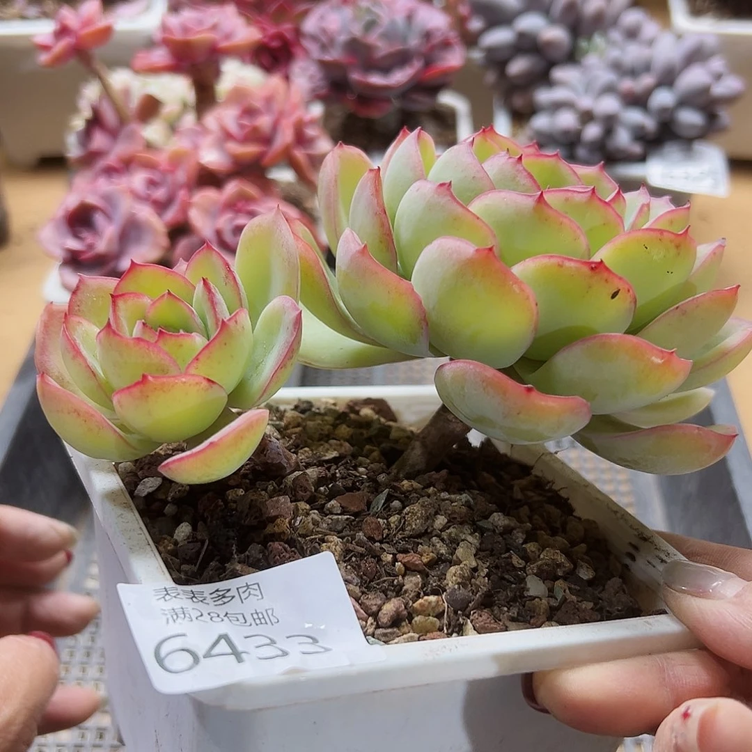 9号我们的确是一6433