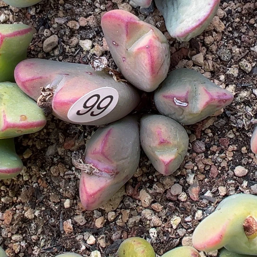 多肉植物11111111111111