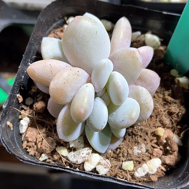 多肉植物1595多肉