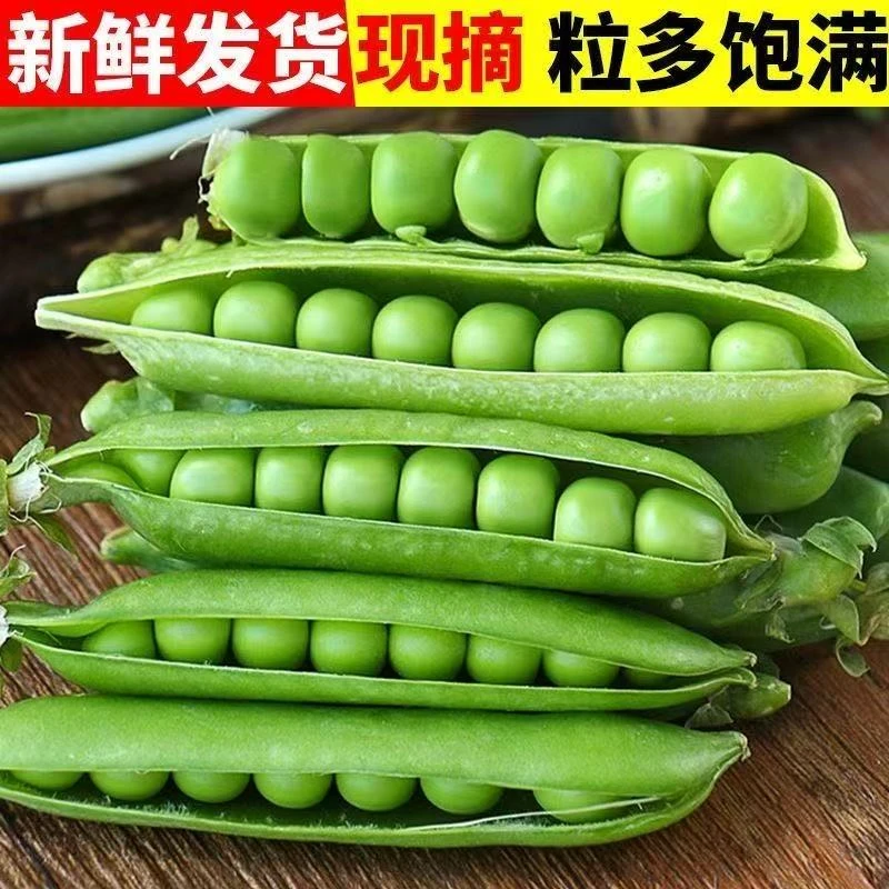 【顺丰】新鲜现挖鲜嫩豌豆带壳荚豆荚青豆整箱豌豆带壳蔬菜