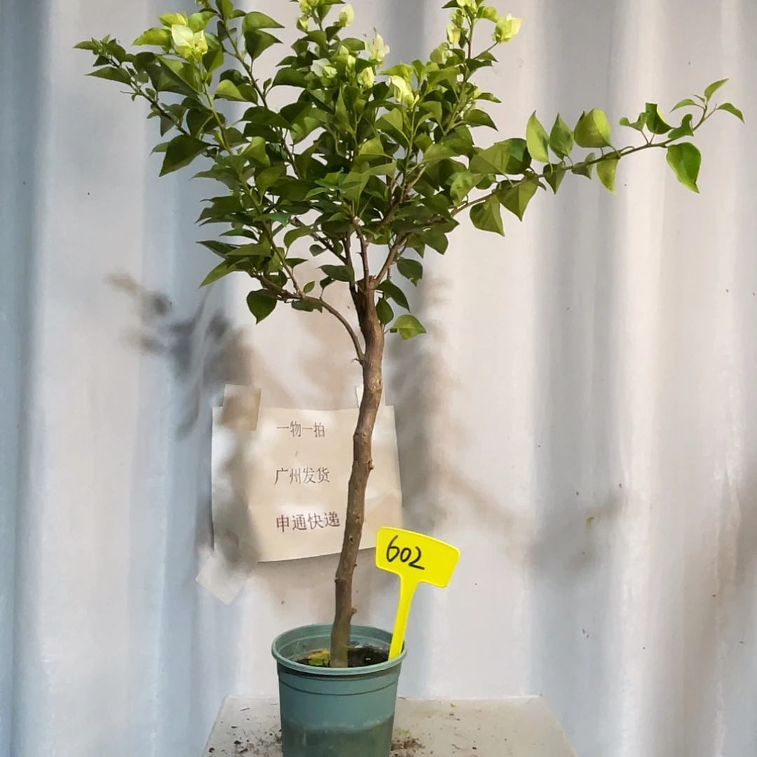 当前无花栽培后可以开花602绿樱扦插