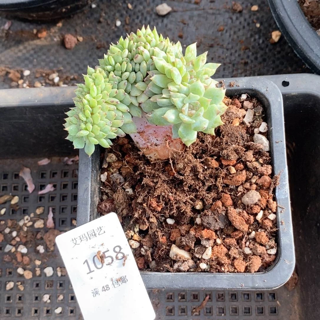 琦*”冰魄缀多肉多肉多肉058