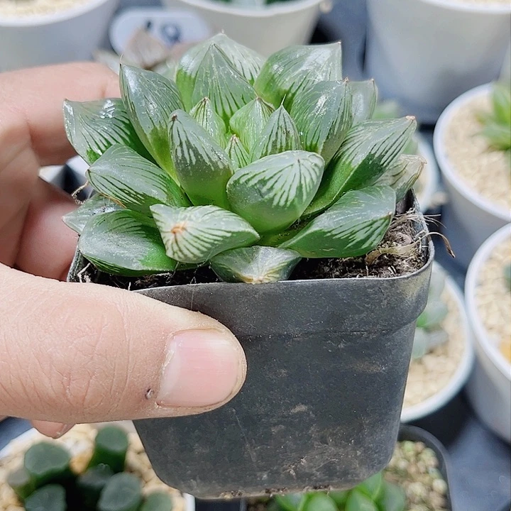 赤焰玉潭新手好养