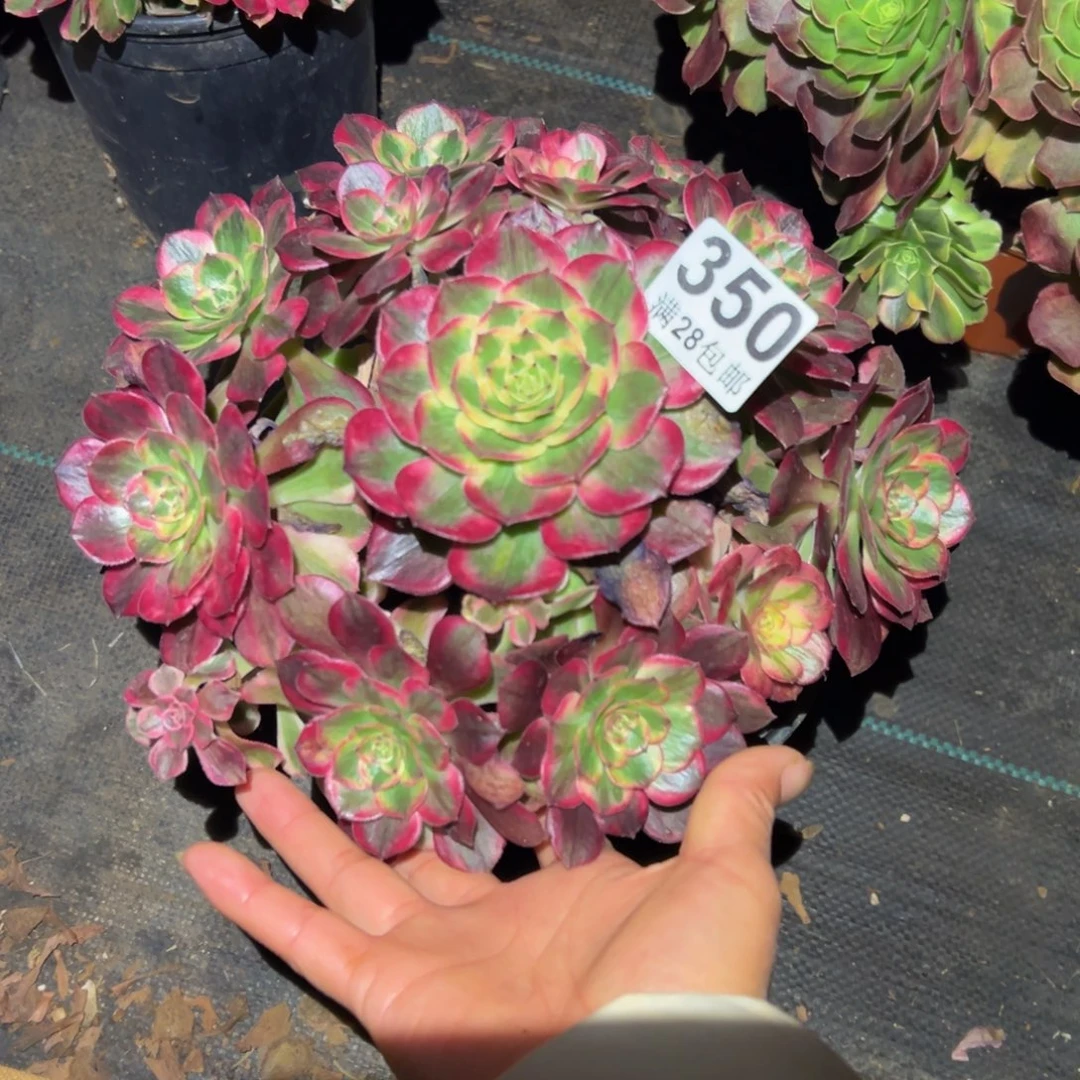 多肉植物350赤子心