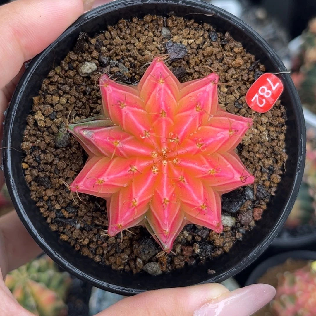 782。 带盆土发货