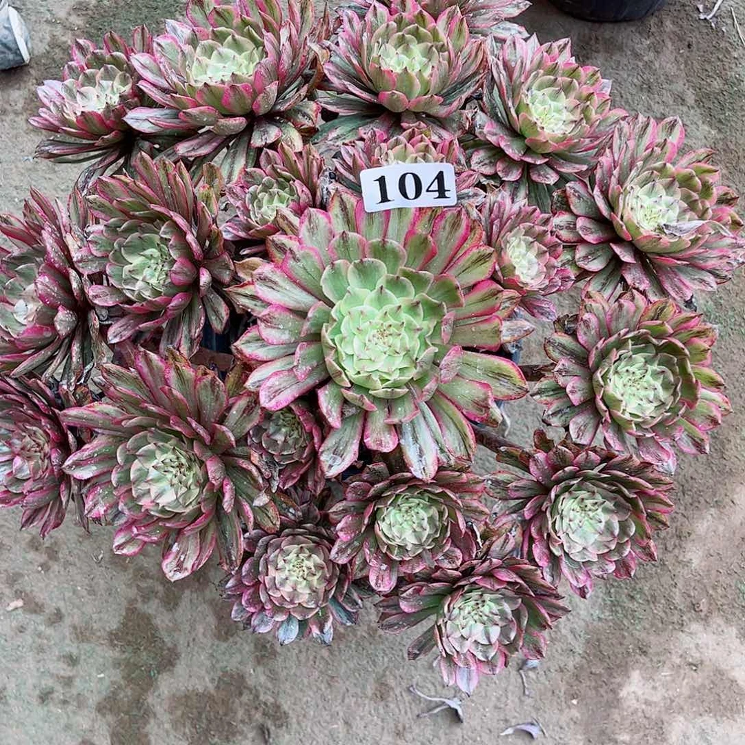 多肉植物104多肉