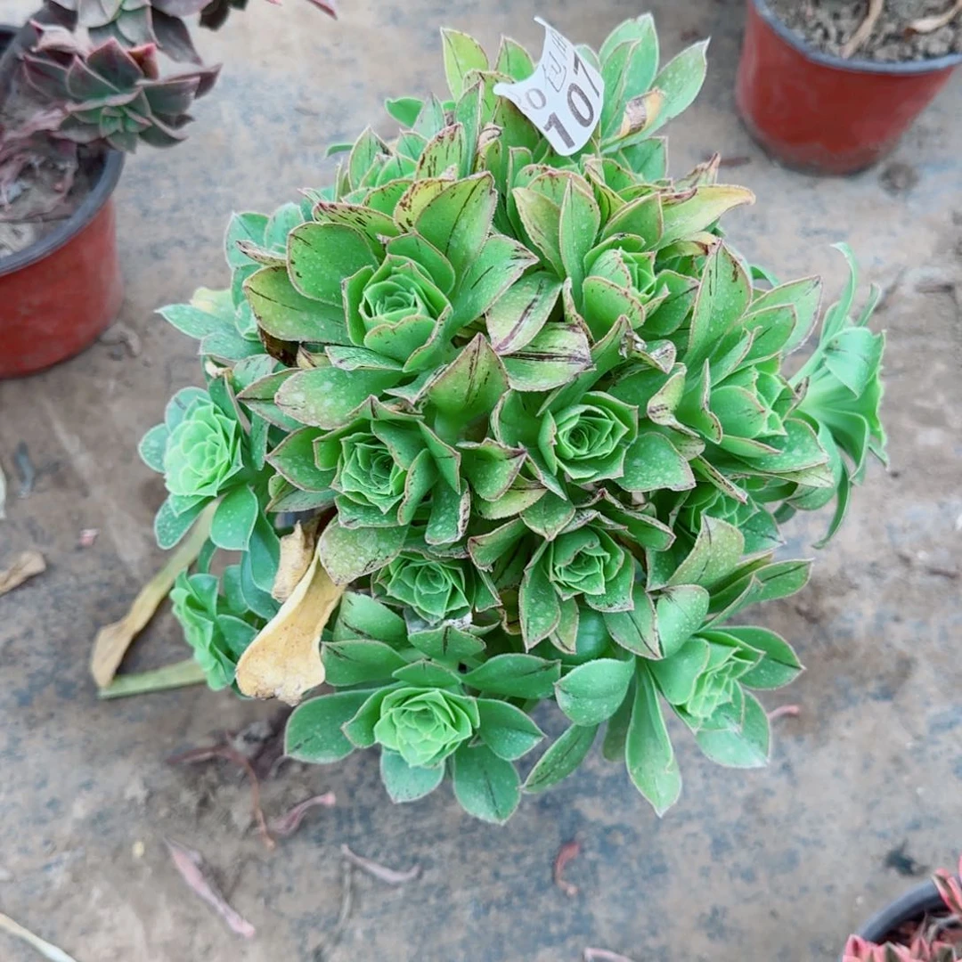 绿玫瑰多肉107满20包邮断枝不包