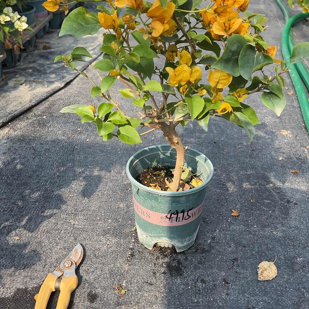 沙***运完全开放造型 柠檬黄 4995