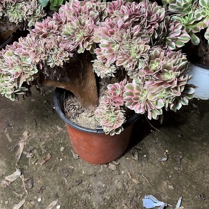 多肉植物女巫缀40