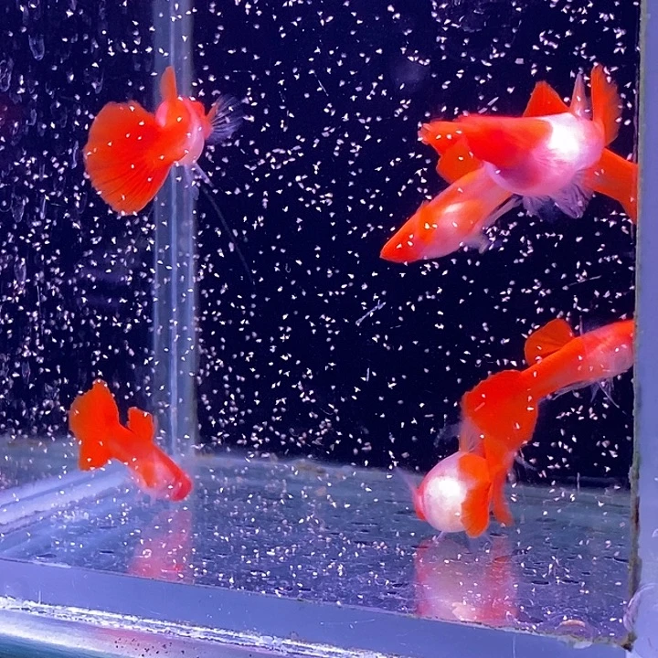 孔雀鱼玻璃红头10条包邮