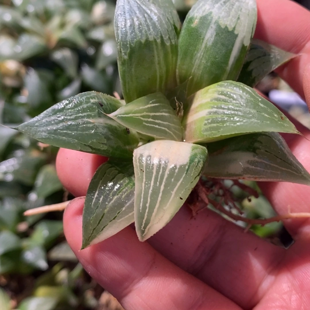 路***蜓2239 一颗福利。