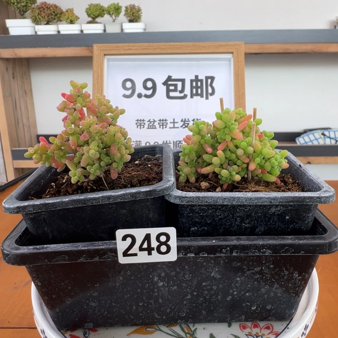 枝干番杏多肉植物248