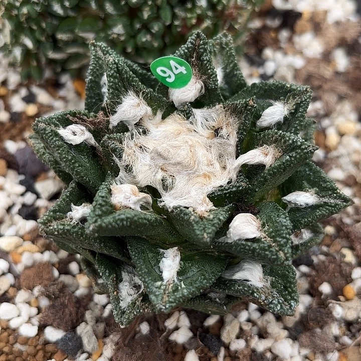 花***亏苗接落地仙人球94