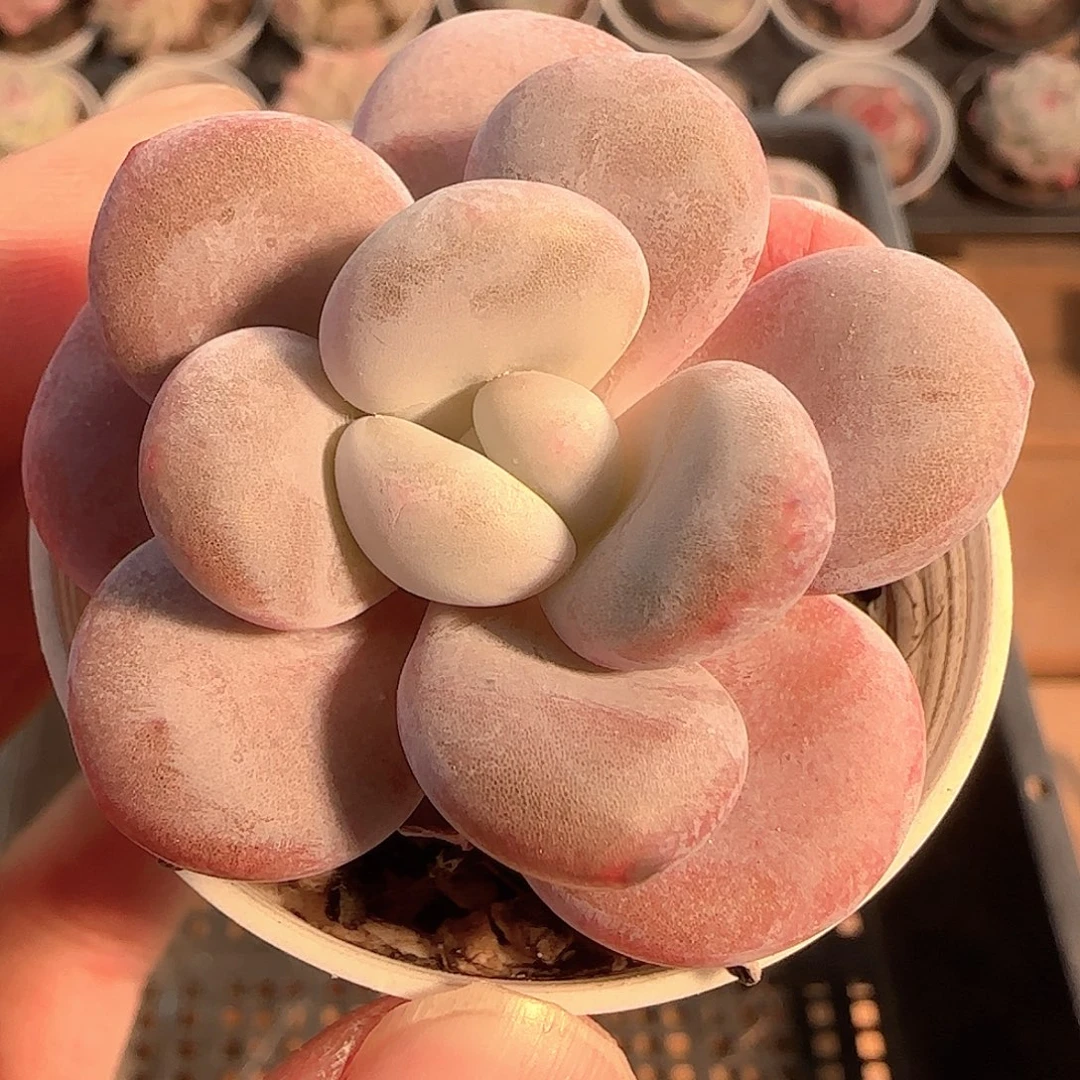 多肉1205-138福利福利