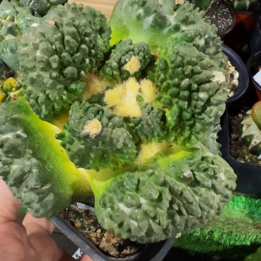 无花朵大尤哥斯拉牡丹549