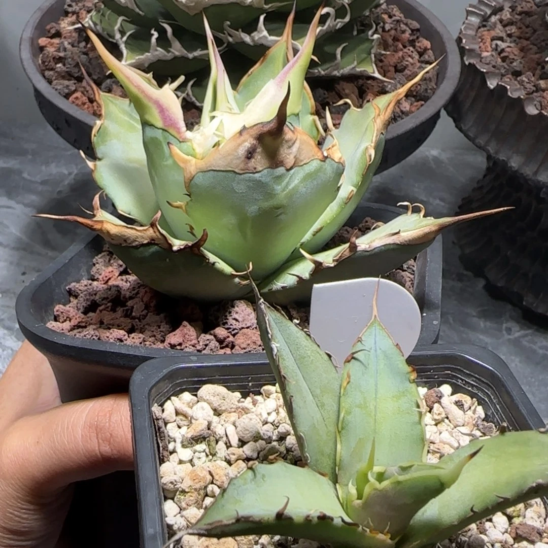 实生芽啦啦啦啦啦啦
