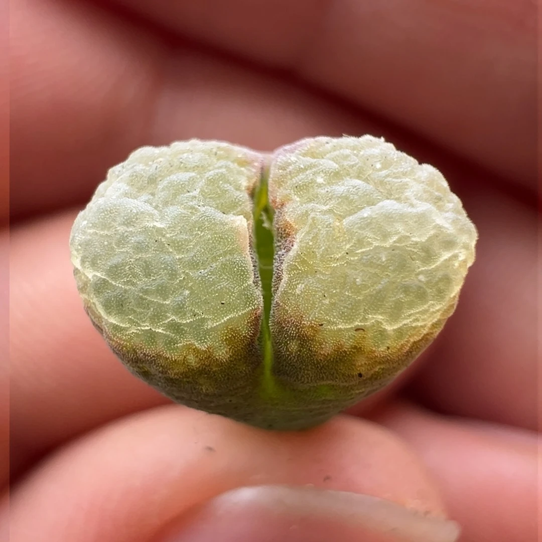 175。新品杂交风铃。匈牙利种源1810.24sp