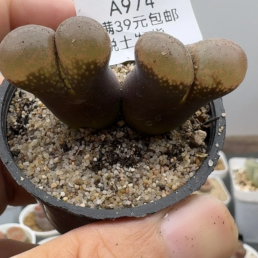 974多肉哈哈哈哈哈哈