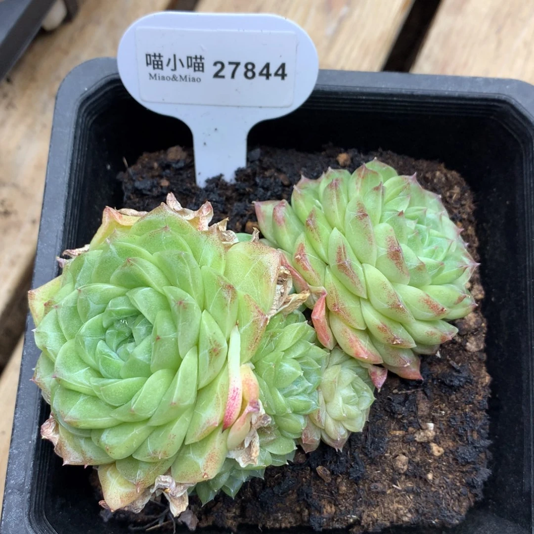 用****2多肉植物麦秆珍妮