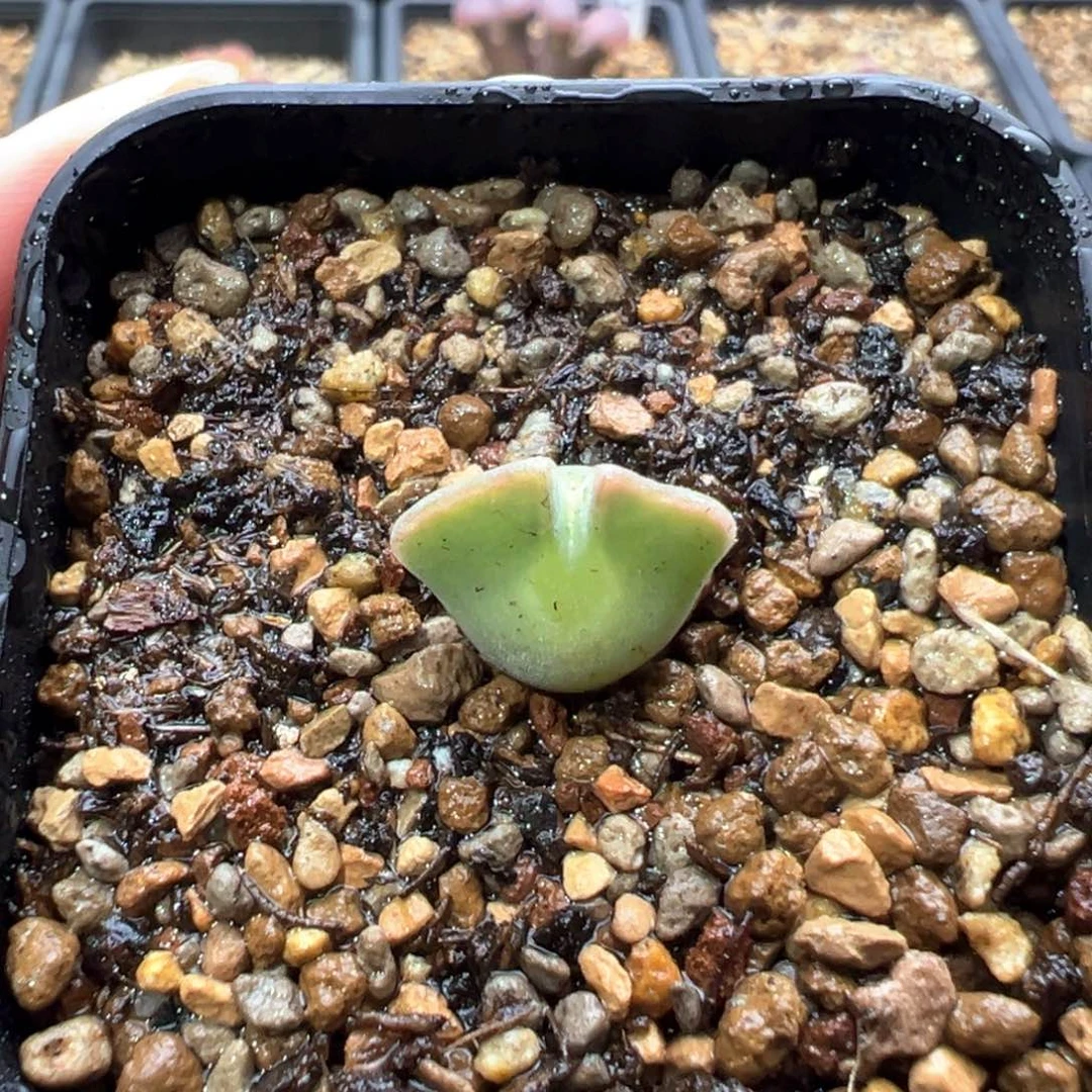 21-194   空蝉一棵