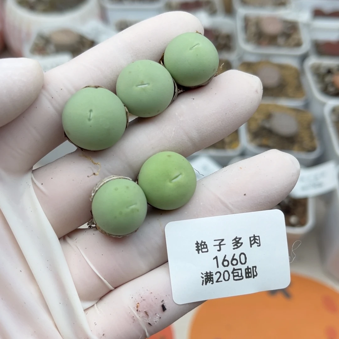 1660号一首五颗鸽子蛋