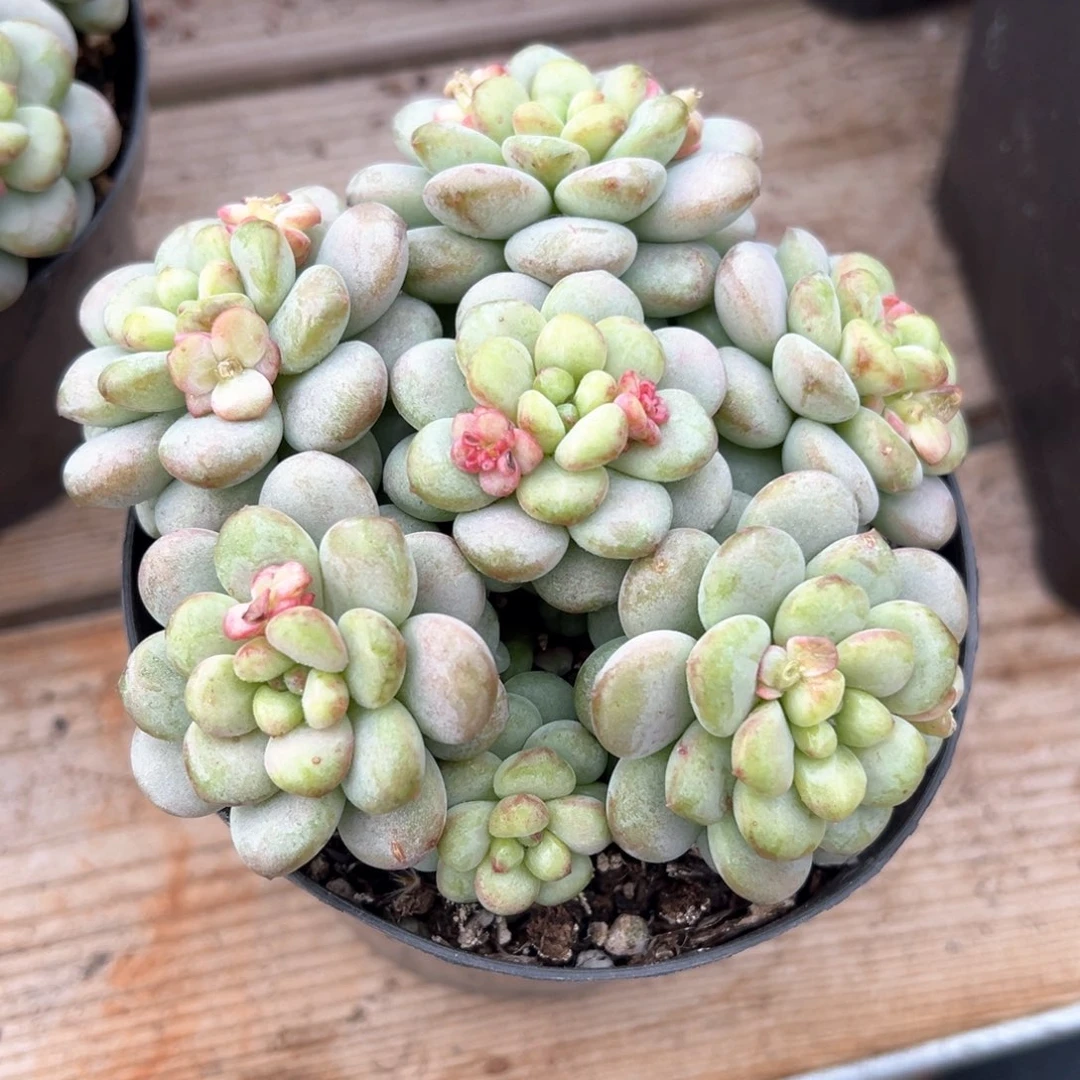 阳光玫瑰捧花多肉植物
