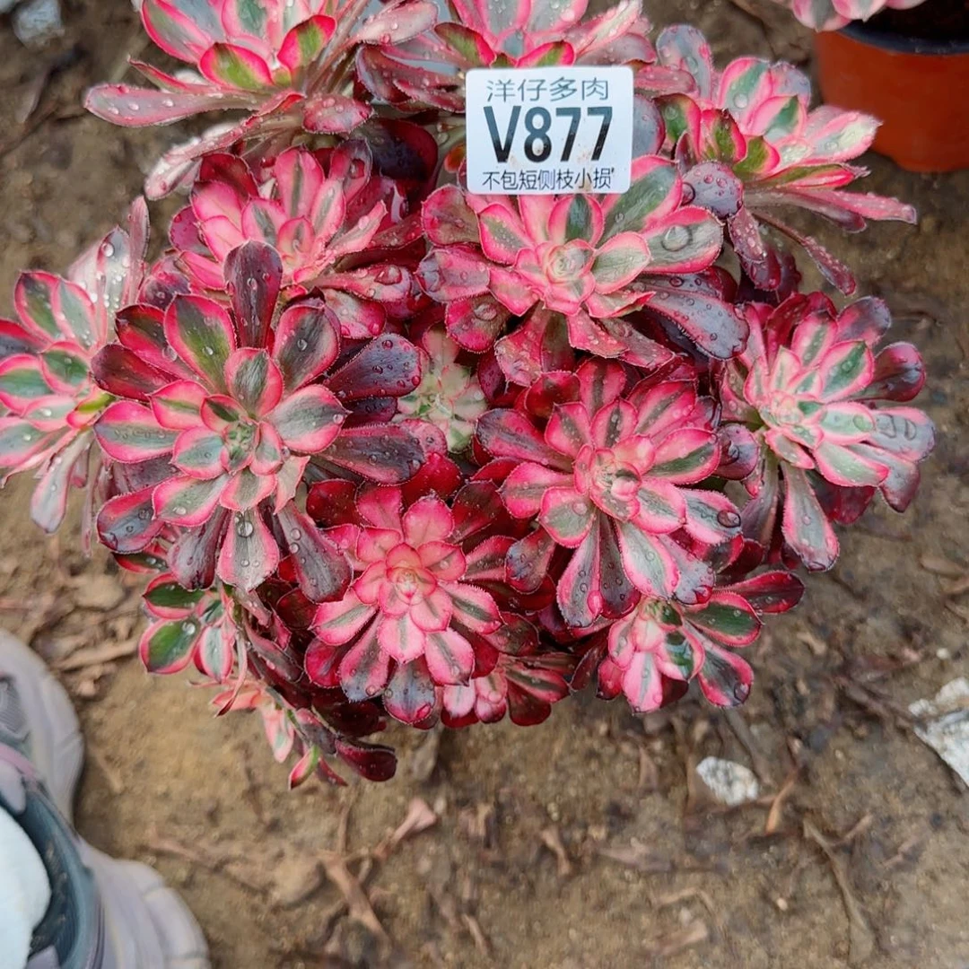 香耐尔发师877冠幅23