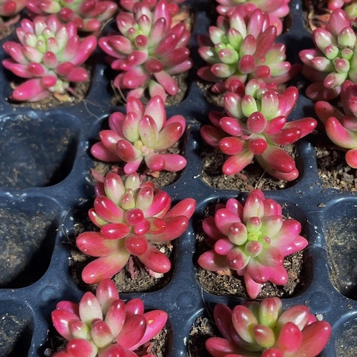 小红之玉锦1元带土发