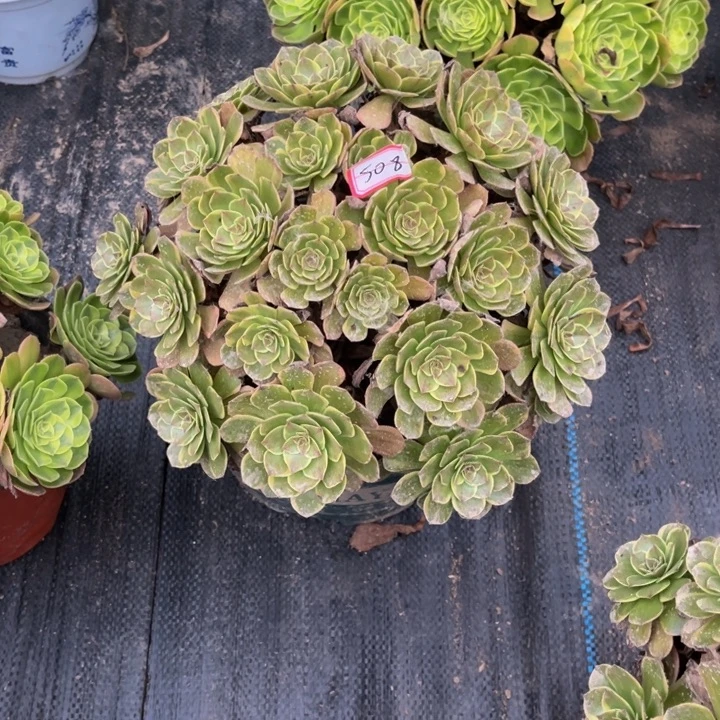 孤***人508半夏多肉植物法师