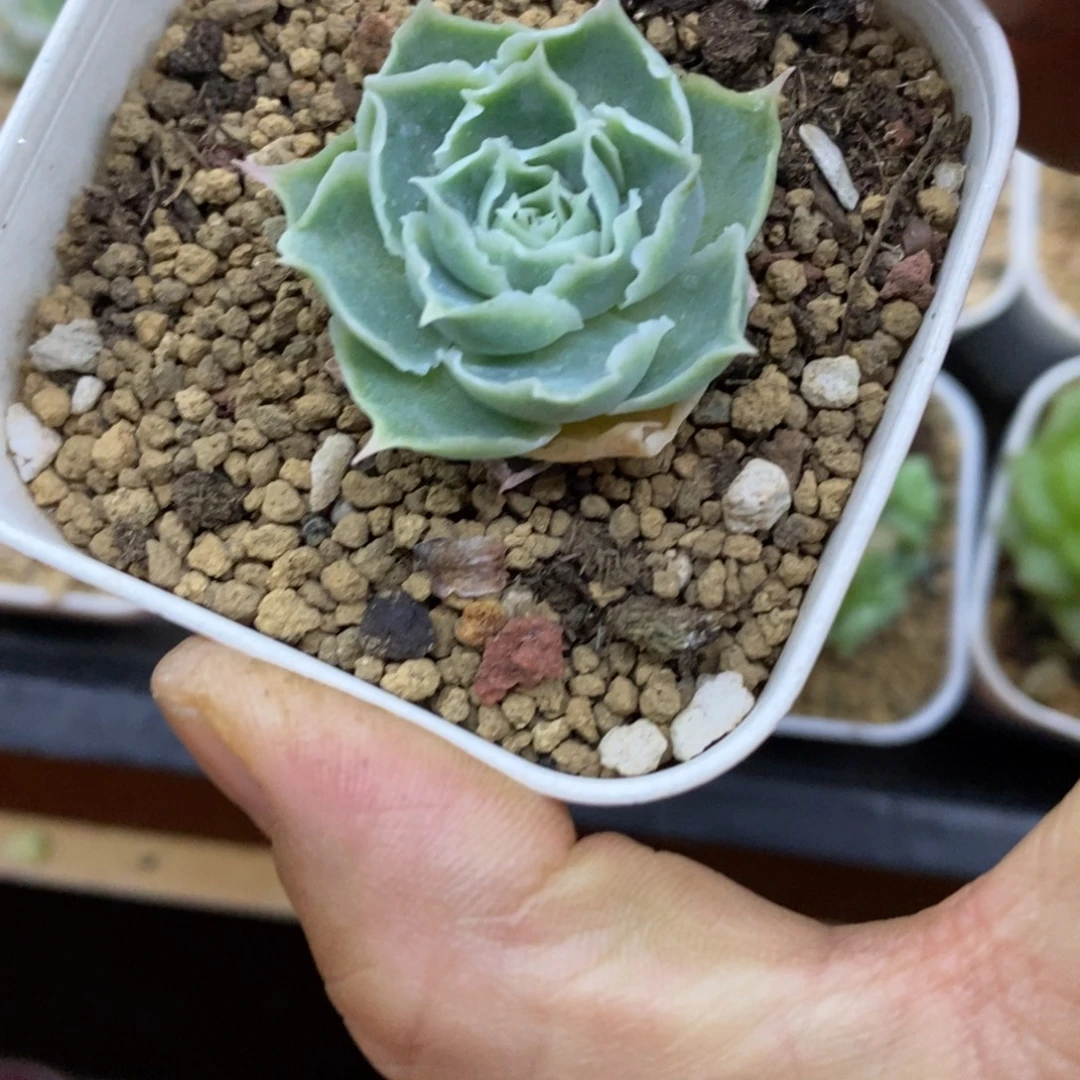 精品多肉一物一拍不包整255