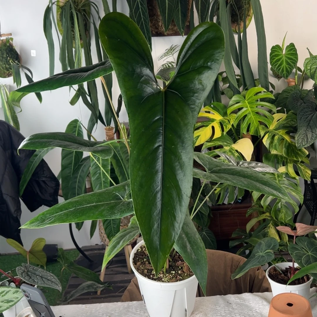 完全开放母本小羊皮