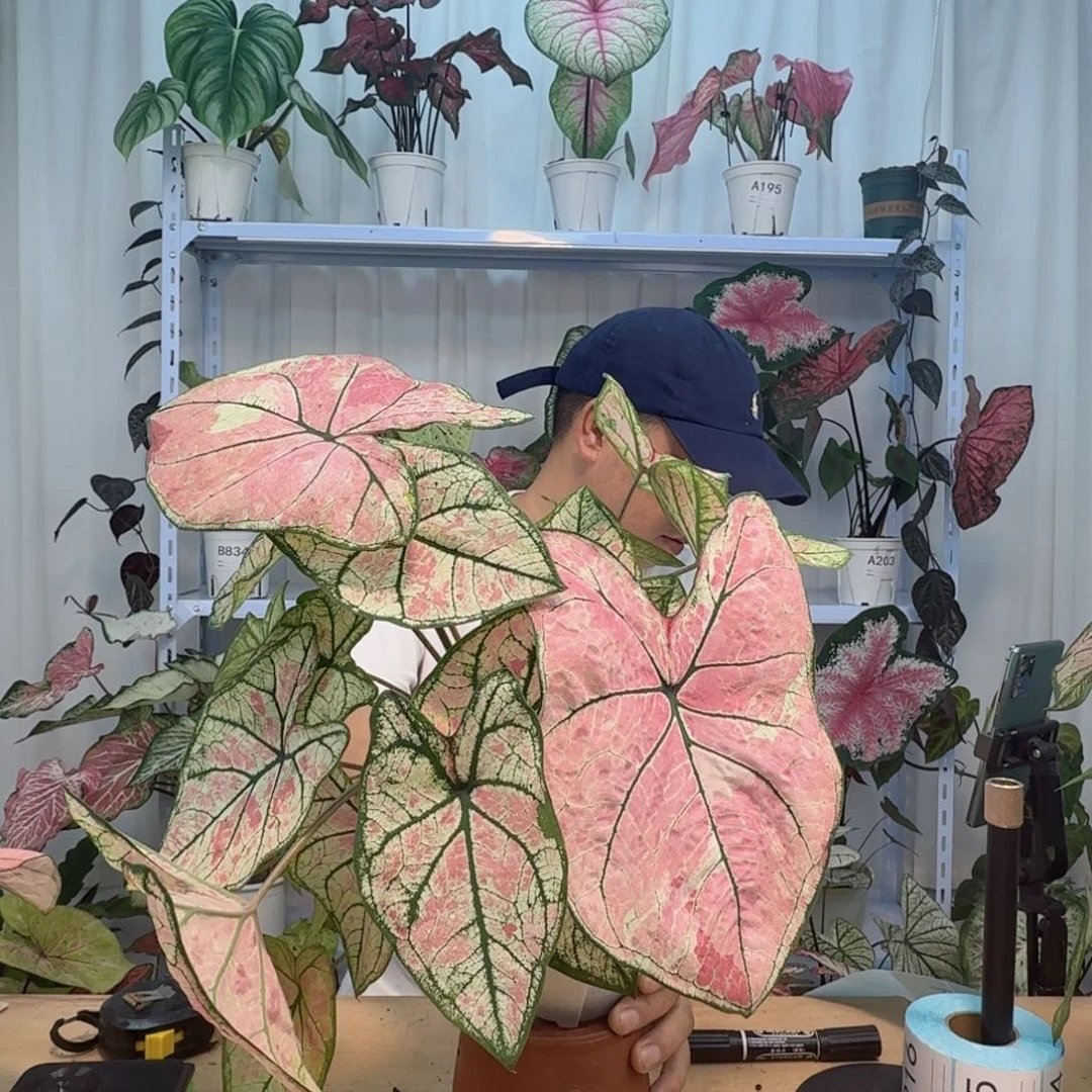 无花朵A201，一物一拍 时光美人