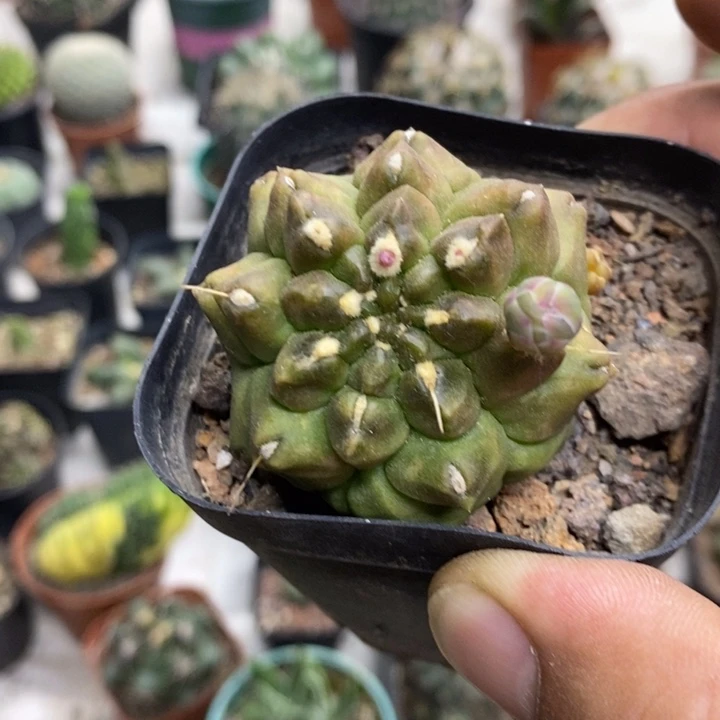 龟甲牡丹特价福利