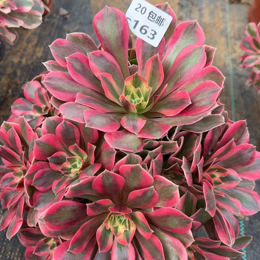 163女妖，多肉法师