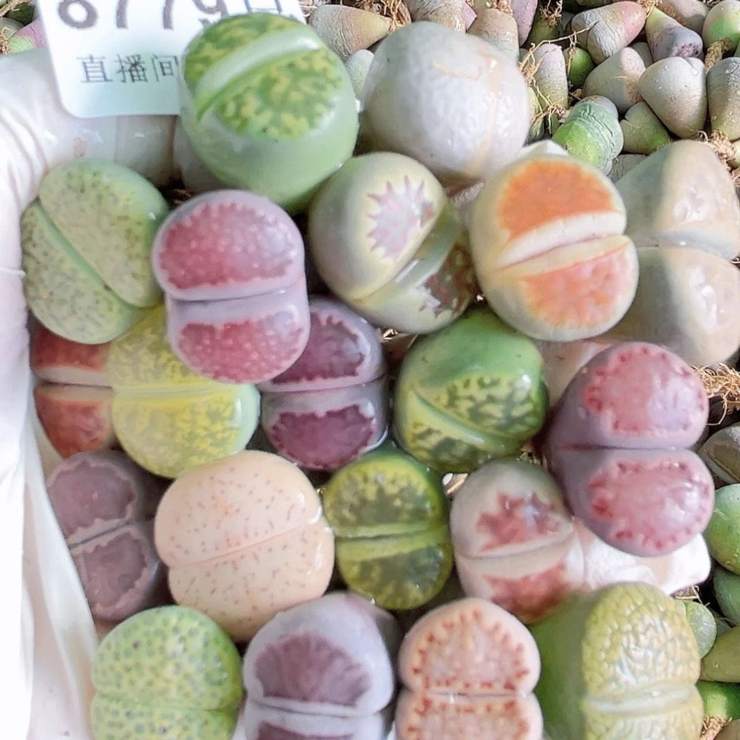 8779 好养易过生石花大母本20个1.5-2cm下播福利