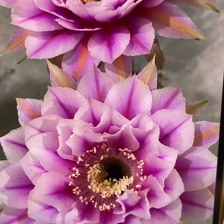 香香新一路莲花侧芽3公分左右