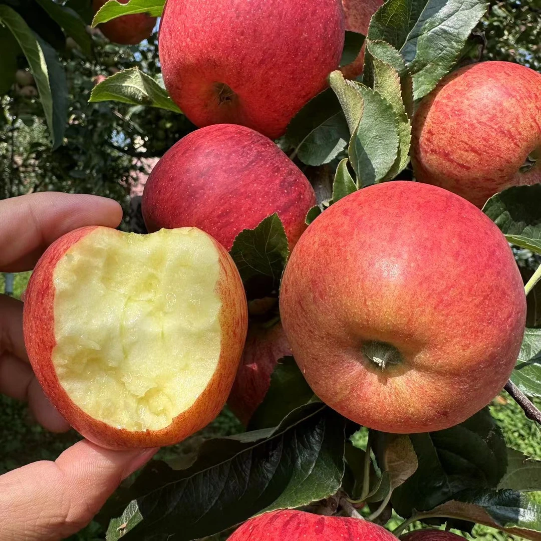 【大凉山高原嘎啦苹果】脆甜多汁高原丑苹果新鲜采摘粉面两吃苹果