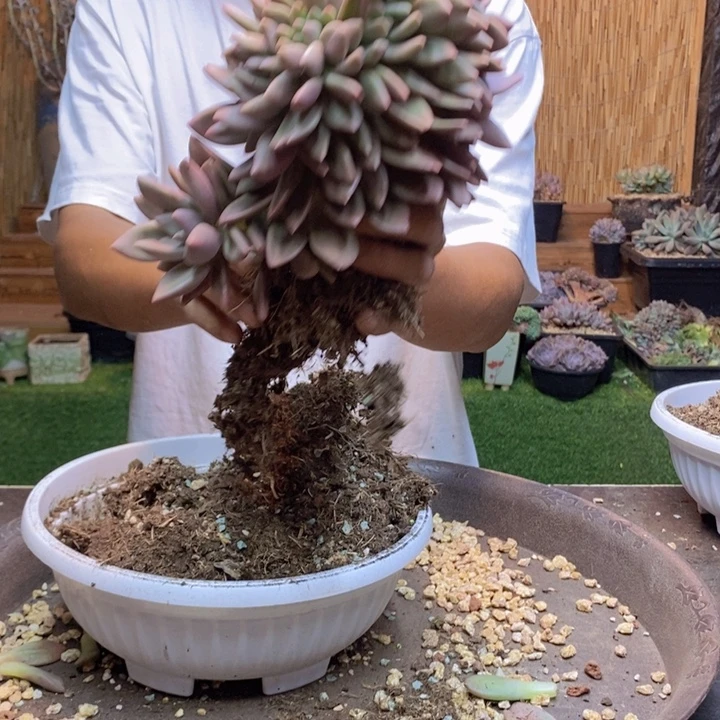 郁***仔982 号桃花源多肉植物