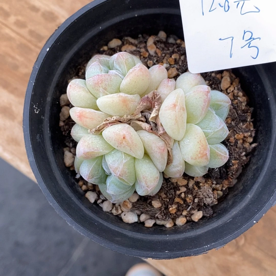 三头白底冰玉三头多肉多肉