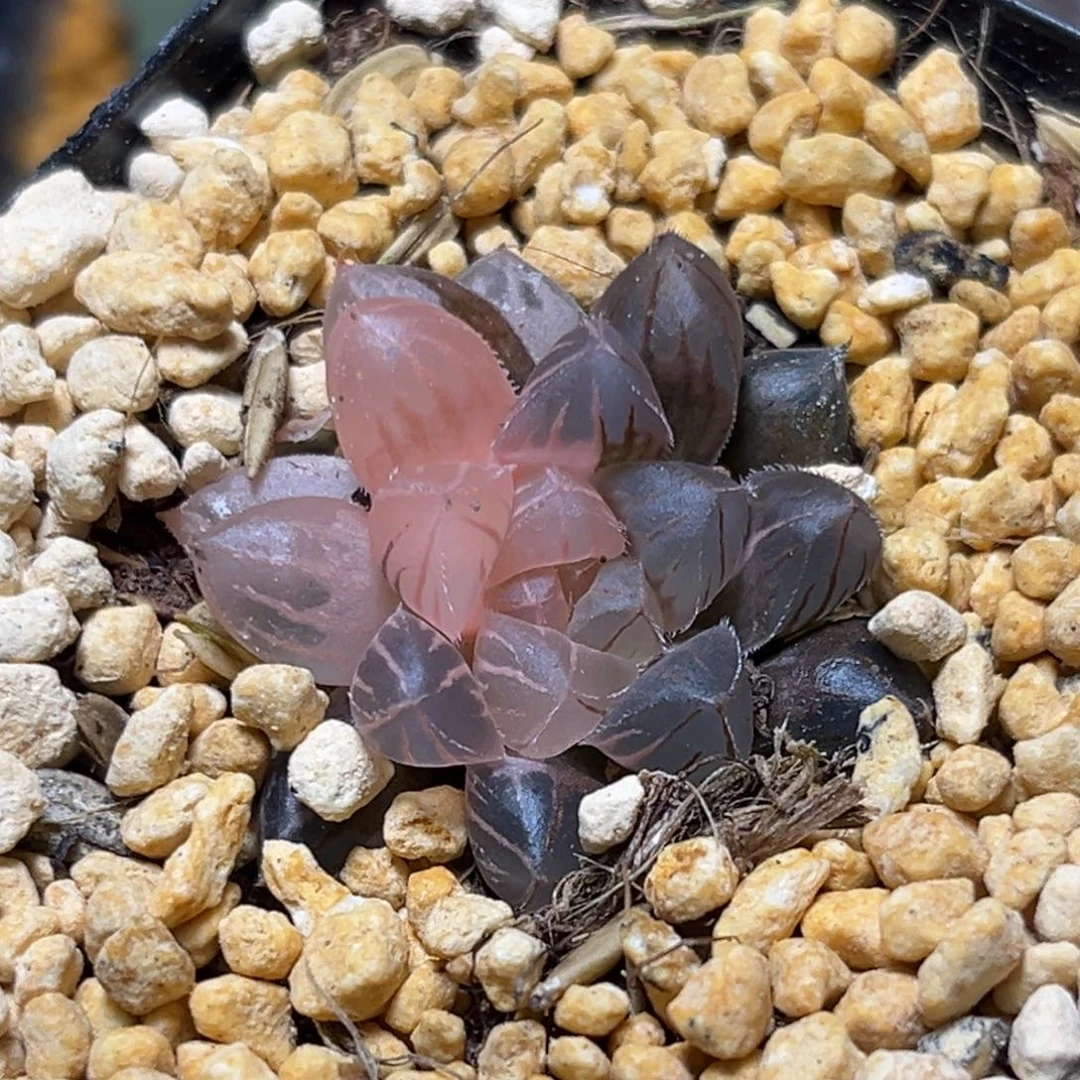 恭喜发财大吉大利0307绯桃